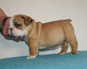 English bulldog for adoption
